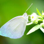 白い蝶 スピリチュアル